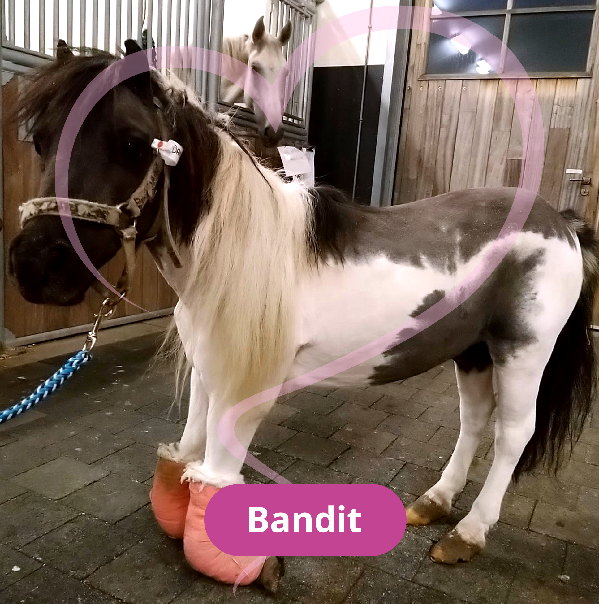 Bandit: untreated deformities
