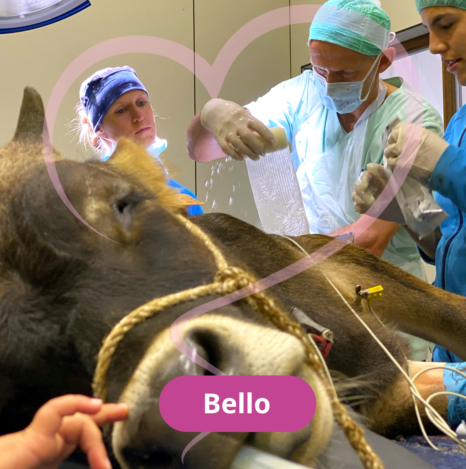 Bello: bull with serious leg injury